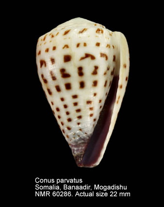 Conus parvatus.jpg - Conus parvatusWalls,1979
